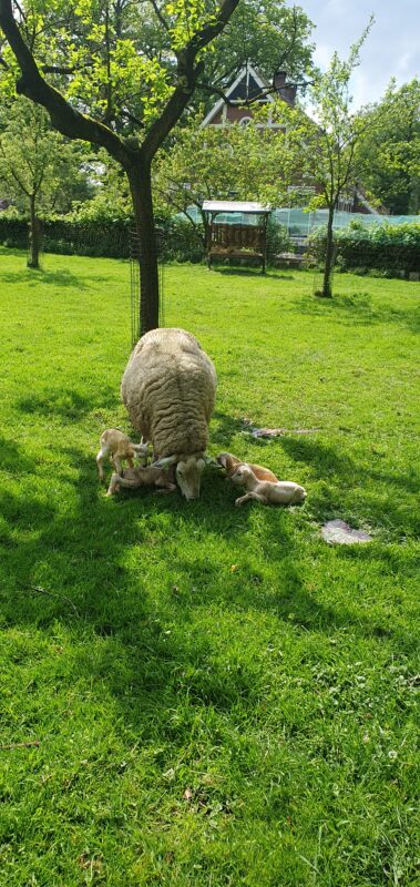 Schaap bevallen